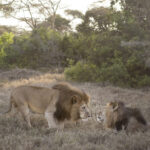 Select Green Hotels Solio Lodge wildlife male lion