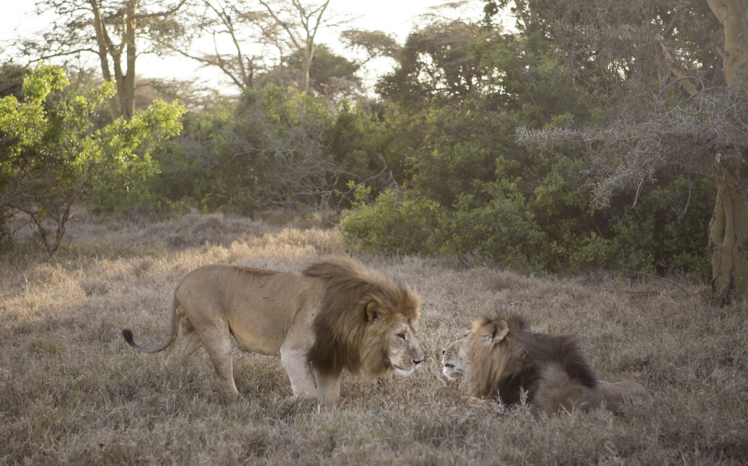 Select Green Hotels Solio Lodge wildlife male lion