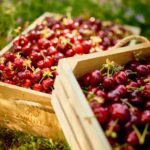 Select Green Hotels Zornitza Family Estate cherries