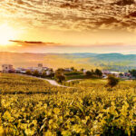 Select Green Hotels Zornitza Family Estate vineyards