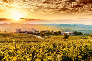 Select Green Hotels Zornitza Family Estate vineyards