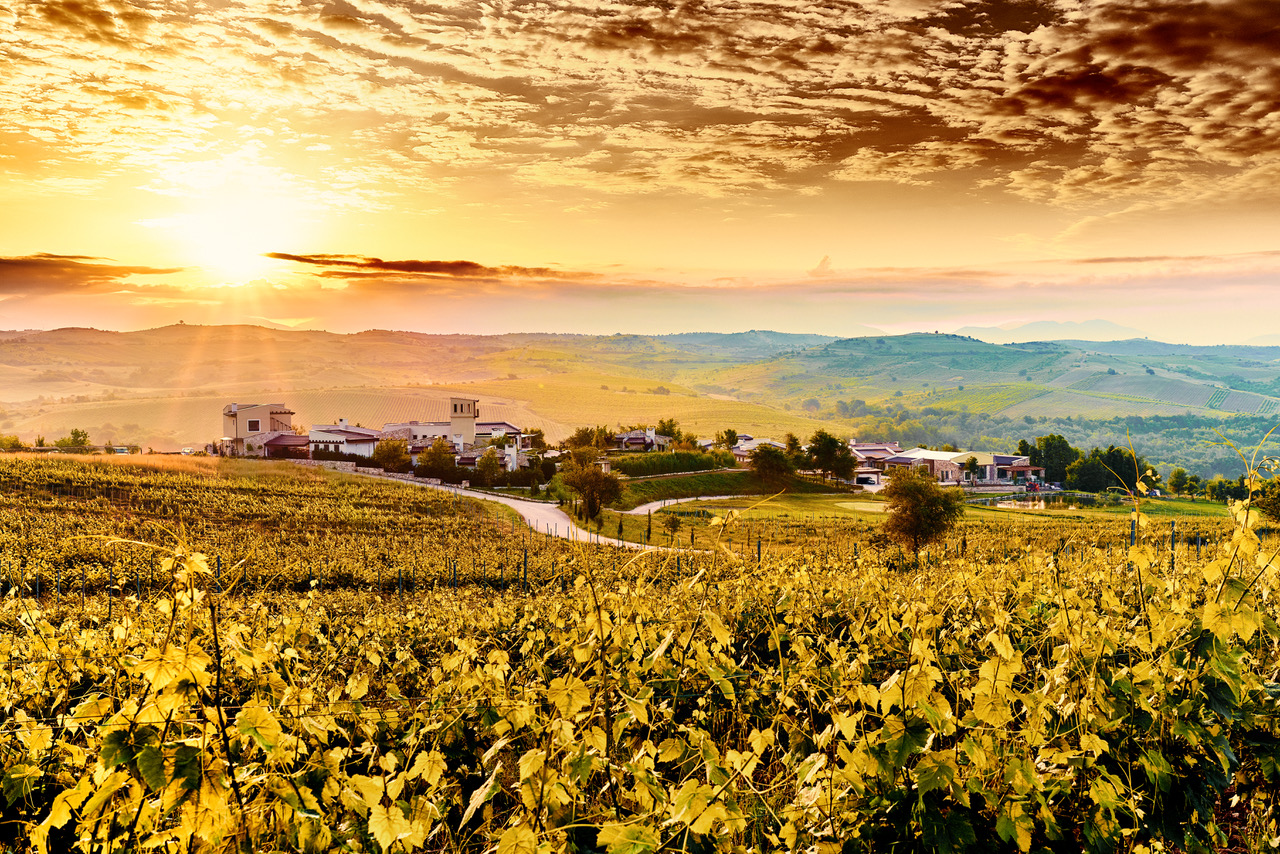 Select Green Hotels Zornitza Family Estate vineyards