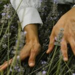 Vegan Agrivilla i pini Toskana lavendel