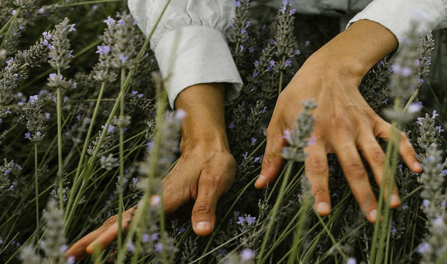 Vegan Agrivilla i pini Toskana lavendel