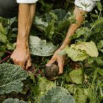 Vegan Agrivilla i pini Toskana Gemüsegarten