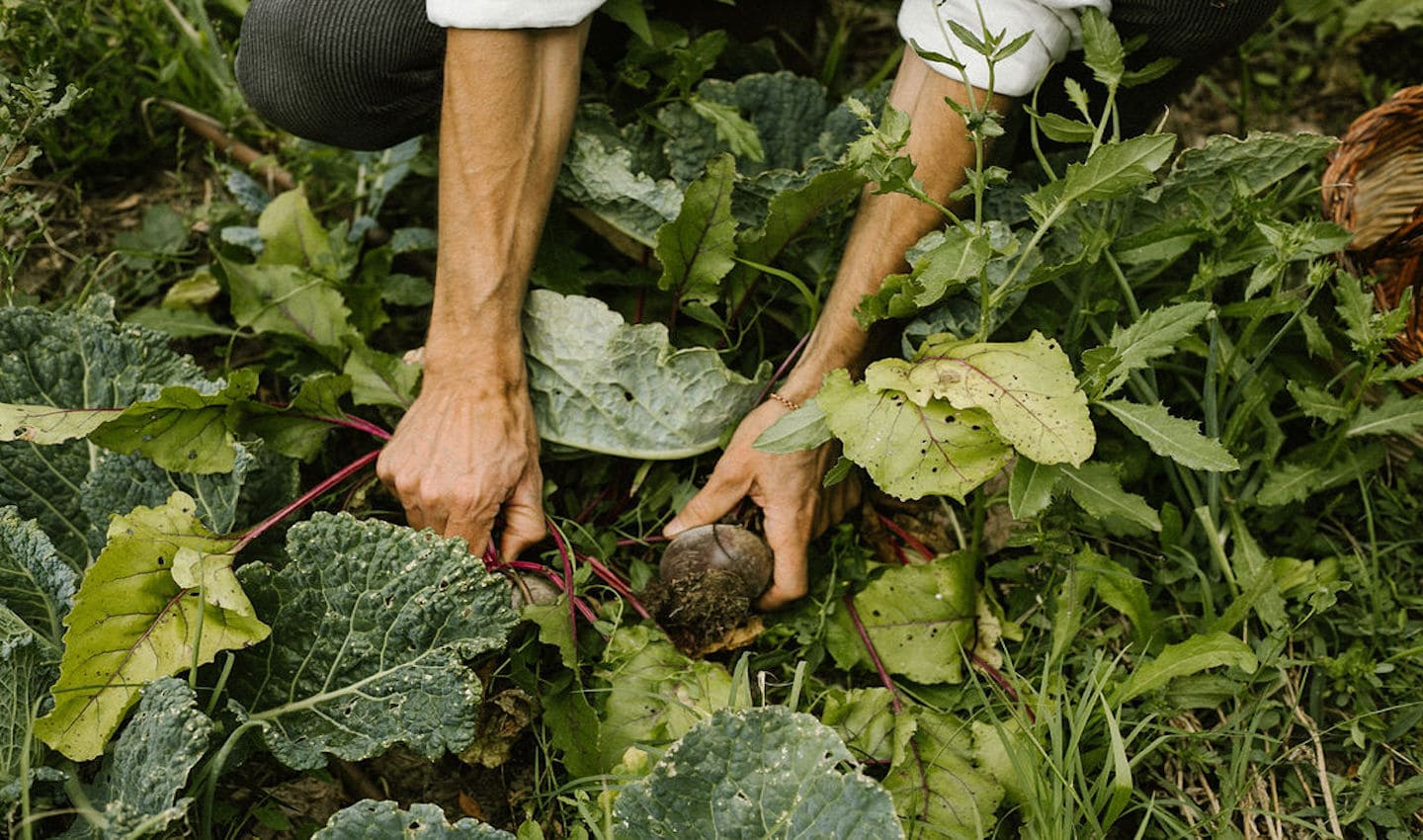 Vegan Agrivilla i pini Toskana Gemüsegarten