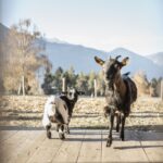 Select Green Hotels AKI Family Resort PLOSE Ziegen