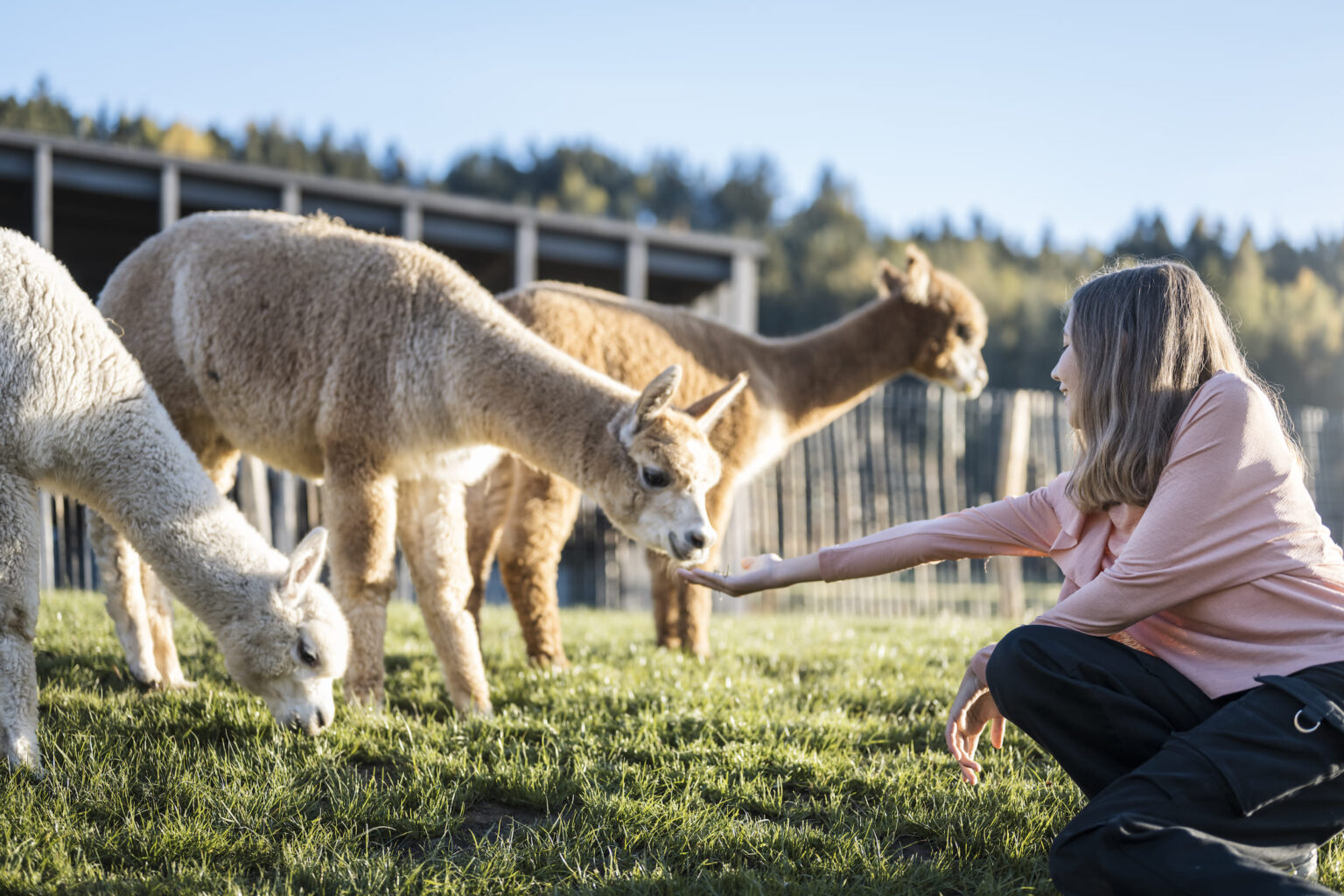Select Green Hotels AKI family Resort PLOSE Alpaka füttern