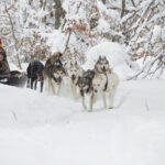 Select Green Hotels Instants d'Absolu winter times husky ride