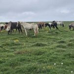 The Forgotten Farmhouse island ponys