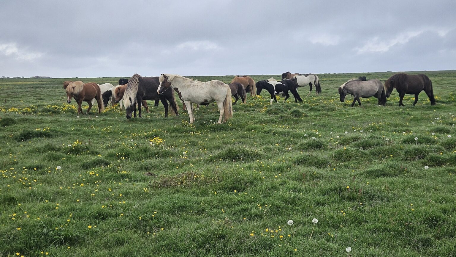 The Forgotten Farmhouse island ponys
