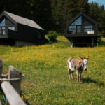 Green luxury Hotel Pfoesl mit Eseln auf der Wiese