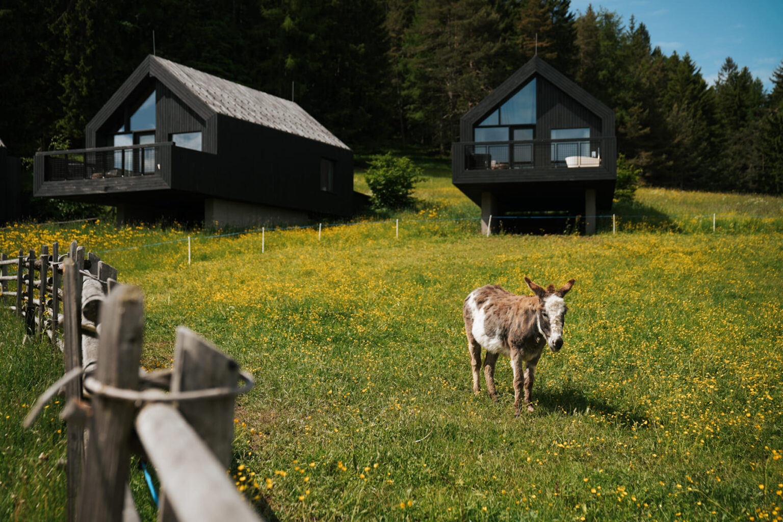 Green luxury Hotel Pfoesl mit Eseln auf der Wiese
