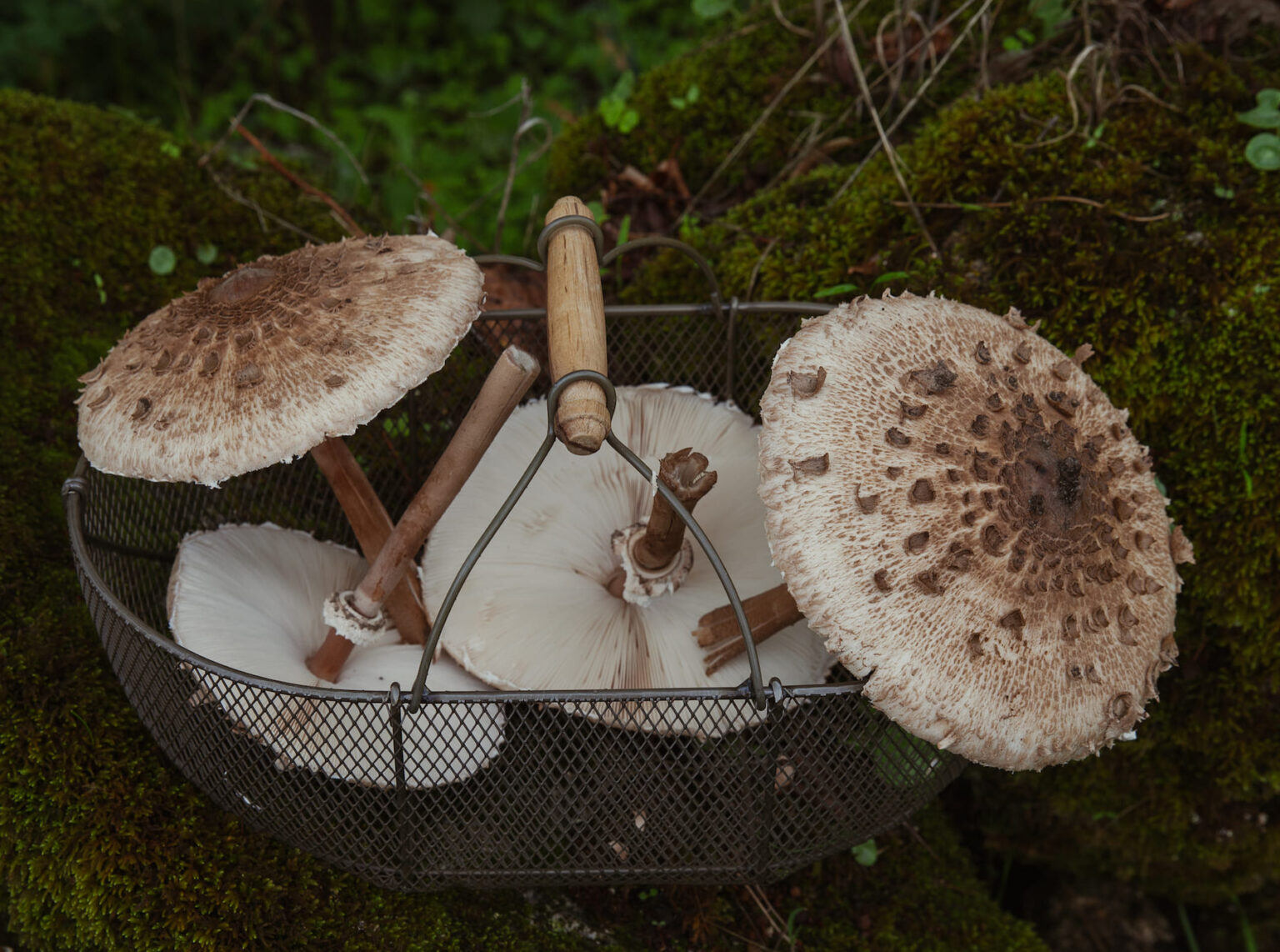 Select Green Hotels A Sociedade Rural