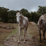 Select Green Hotels A Sociedade Rural