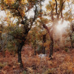 Select Green Hotels A Sociedade Rural