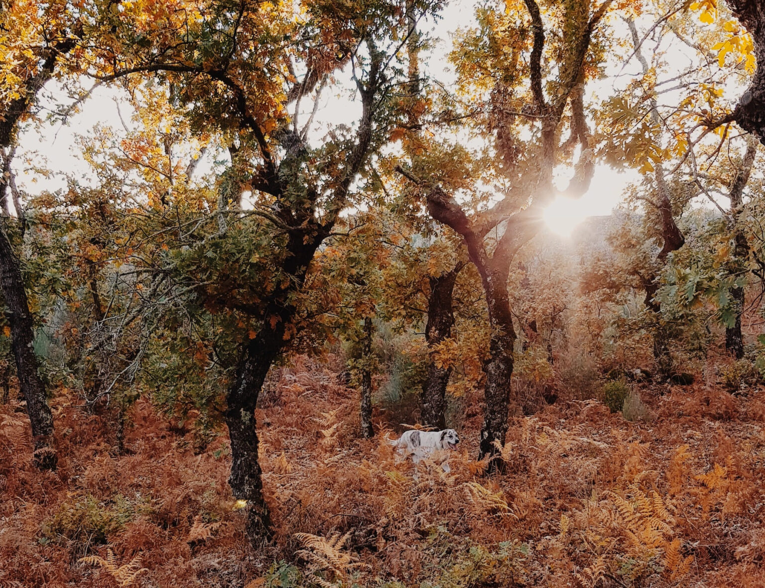 Select Green Hotels A Sociedade Rural