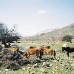 Select Green Hotels ALERÓ Seaside Skyros Resort skyrian horse