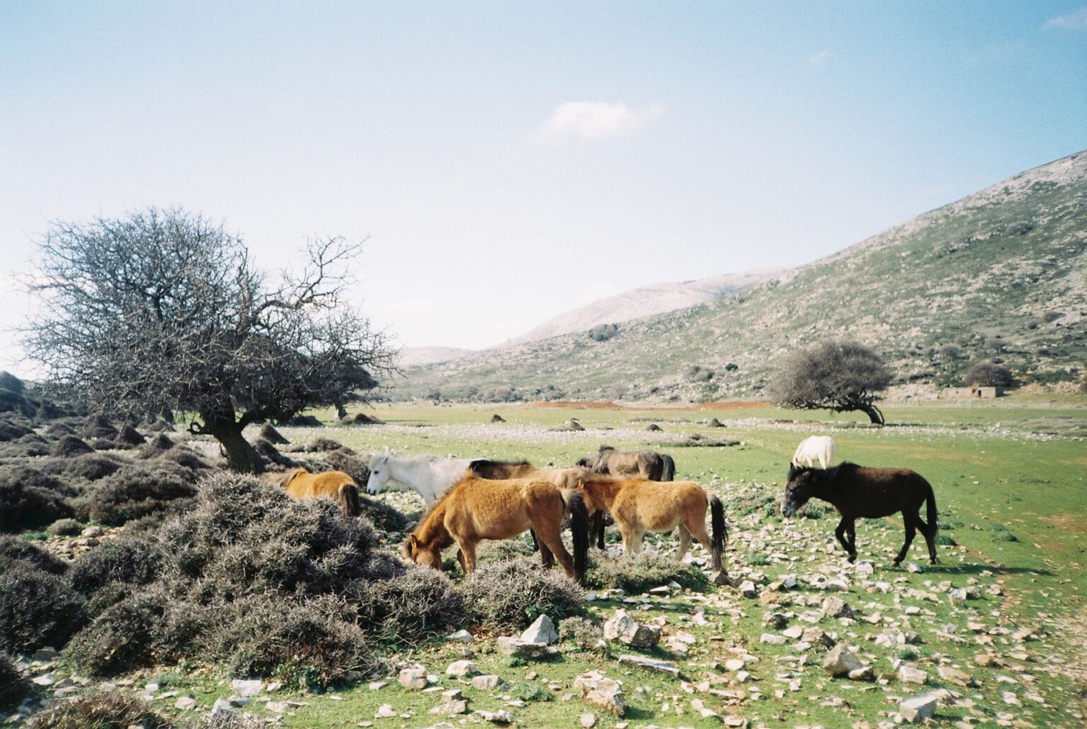 Select Green Hotels ALERÓ Seaside Skyros Resort skyrian horse